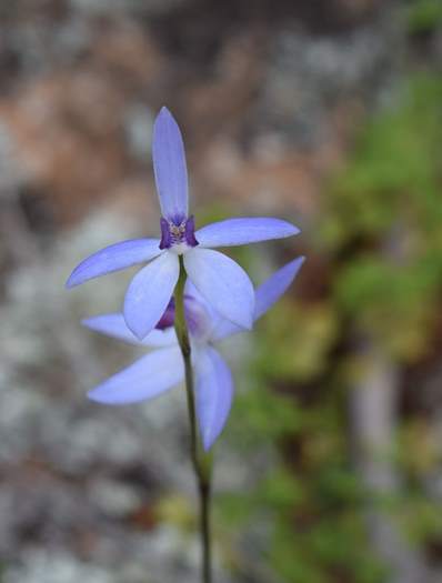 Cyanicula - Orchid-blue-fairy-Orchid-Ridge-Sep-2018p0001.JPG